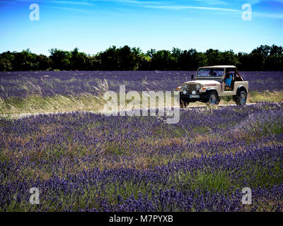 Lavendelfelder in der Nähe von Saignon im Luberon Vaucluse Provence Frankreich. Stockfoto