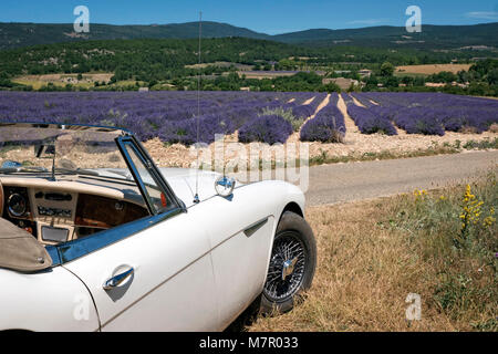 1965 Austin Healey 300 MKIII in Lavendelfelder der Provence Frankreich Stockfoto