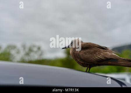 Gemeinsame noddy noddy Anous stolidus oder Braun juvenile ruht auf einem Auto vom Meer nach rauem Wetter und stürmen Townsville Queensland Australien Stockfoto