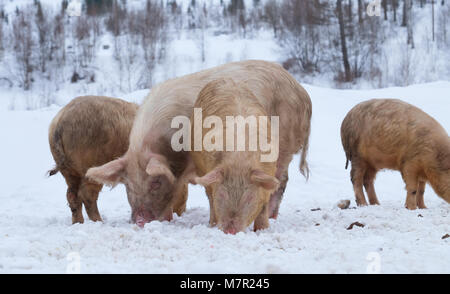 Junge Schweine auf der Weide im Winter Stockfoto