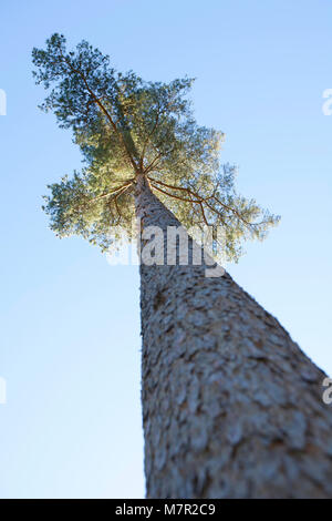 Eine einzige schottische kiefer - Pinus sylvestris, von einem niedrigen Winkel vor blauem Himmel fotografiert. Hampshire England UK GB Stockfoto