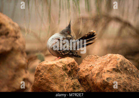 Australischen Edelsteine - Diamanten Dove (Geopelia Cuneata) Portrait Sammlung Stockfoto