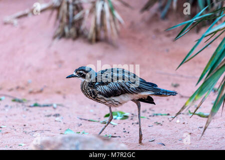 Australische Stein Curlew dargestellt hasten durch raues desert Terrain. Stockfoto