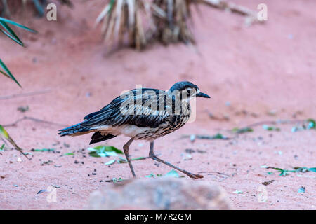 Australische Stein Curlew dargestellt hasten durch raues desert Terrain. Stockfoto