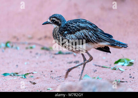 Australische Stein Curlew dargestellt hasten durch raues desert Terrain. Stockfoto