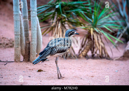 Australische Stein Curlew dargestellt hasten durch raues desert Terrain. Stockfoto