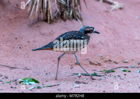 Australische Stein Curlew dargestellt hasten durch raues desert Terrain. Stockfoto