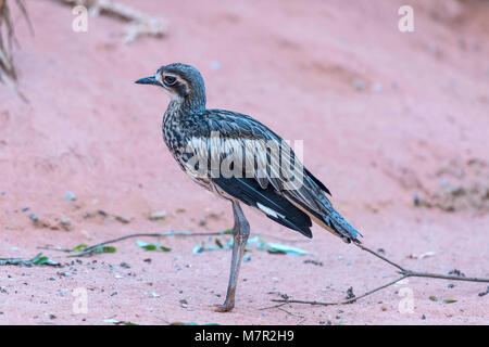 Australische Stein Curlew dargestellt hasten durch raues desert Terrain. Stockfoto