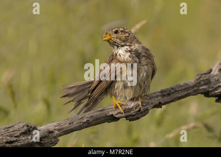 Corn bunting Stockfoto