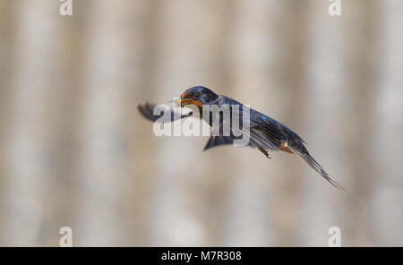 Seitenansicht Nahaufnahme, UK Scheune Schwalbenvogel (Hirundo rustica) im Flug unter der Luft isoliert. Schwalbe fliegen, Insekten fangen, Nahrung in der Luft. Schwalben aus Großbritannien. Stockfoto