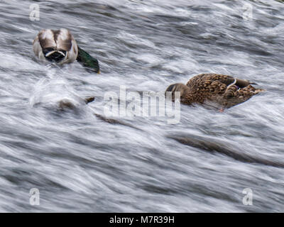 Stockente (Anas platyrhynchos) fine art print, die männlichen und weiblichen Nahrungssuche in seidig weißen Flusswasser. Stockfoto