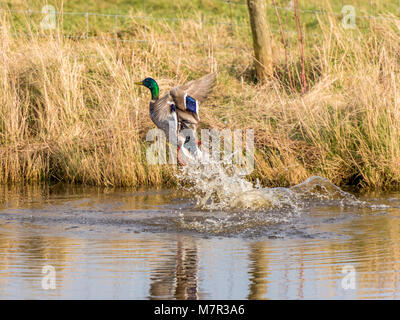 Männliche Stockente (Anas platyrhynchos) Flug mit Wasser trail sichtbar entlang des Flusses. Stockfoto