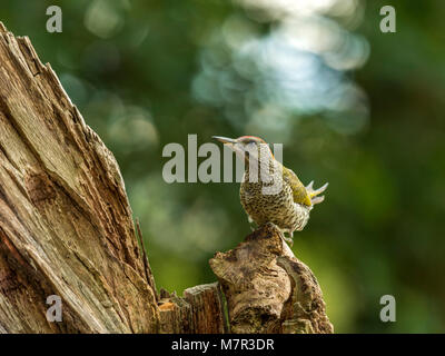 Europäische Grünspecht (Picus viridis) Portrait. Einzigartiges Bild, Vogel auf einem Baumstamm posiert, gegen woodland Hintergrund isoliert. Stockfoto