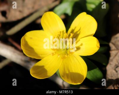 Gelber Eisenhut, wilde Blume, Frühling, close-up Stockfoto