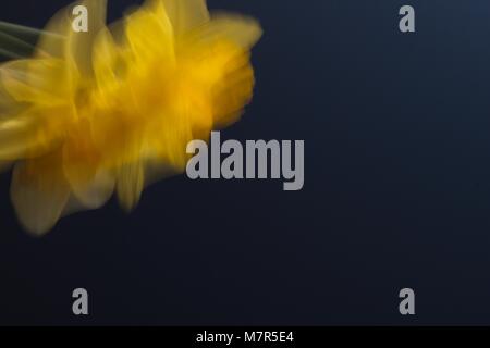 Abstrakte Narzisse gelb motion blur gegen deep blue Hintergrund Stockfoto