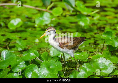 Juvenile Gelbstirn-blatthühnchen Jacana (jacana Jacana) mit seinen typischen Kastanie Gefieder, Weiß, Gelb underpart Bill und lange Beine wandern auf schwimmende Wasserpflanzen Stockfoto