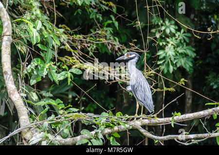 Gelb - gekrönte Night Heron (Nyctanassa violacea) auf einem Ast in Tortuguero National Park, Costa Rica Stockfoto