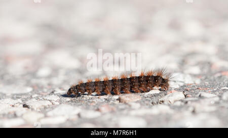 Eine Nahaufnahme eines fox Moth (Macrothylacia Rubi) Stockfoto