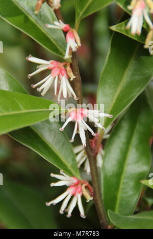 Sarcococca hookeriana 'Winter Juwel", ein stark duftender Winterblüher immergrüner Strauch, in der Blüte. Stockfoto