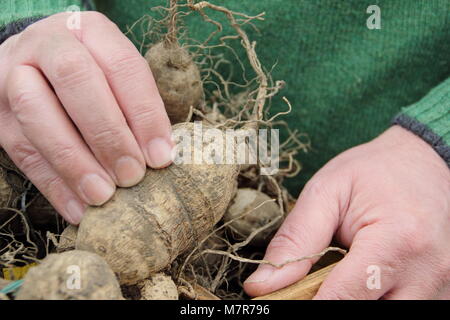 Kontrolle dahlien Knollen für rot während der Über-Lagerung im Winter. Männliche Gärtner, UK. Stockfoto