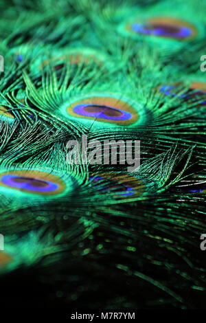 Peacock Schwanzfedern in Nahaufnahme Stockfoto