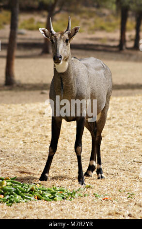 Männliche von nilgai Stockfoto