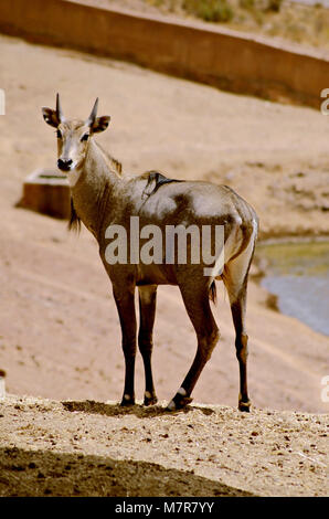 Männliche von nilgai Stockfoto