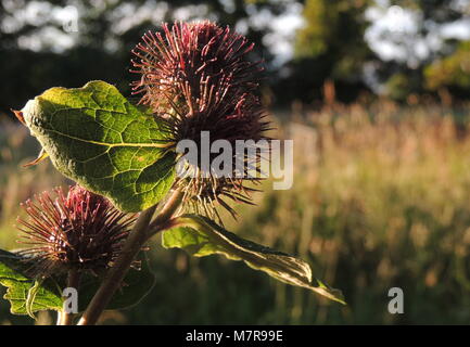 Die blühende Pflanze, kleine Klette (Arctium minus). Stockfoto