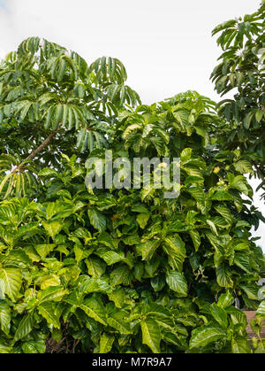 Morinda Citrifolia, Palmetum, Botanischer Garten, Santa Cruz de Tenerife, Teneriffa, Spanien. Stockfoto