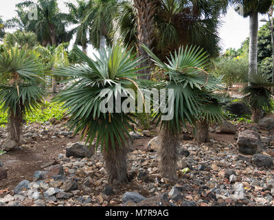 Coccothrinax borhidiana, Palmetum, Botanischer Garten, Santa Cruz de Tenerife, Teneriffa, Spanien. Stockfoto