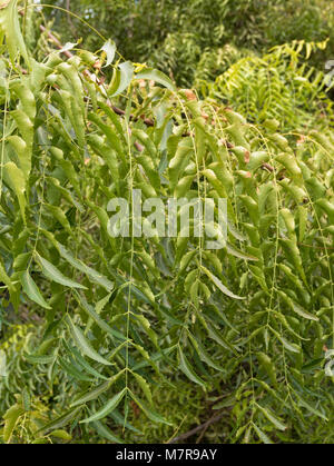 Azadirachta indica, allgemein bekannt als Neem. Palmetum, Botanischer Garten, Santa Cruz de Tenerife, Teneriffa, Spanien. Stockfoto