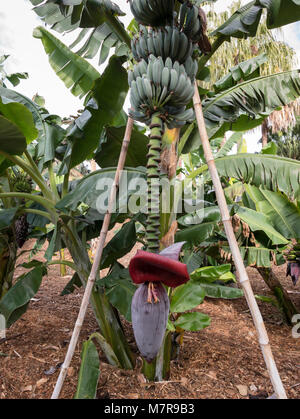 Blühende rote Bananenpflanze, zeigt Bananenblüte. Palmetum, botanischer Garten, Santa Cruz de Teneriffa, Teneriffa, Spanien. Stockfoto