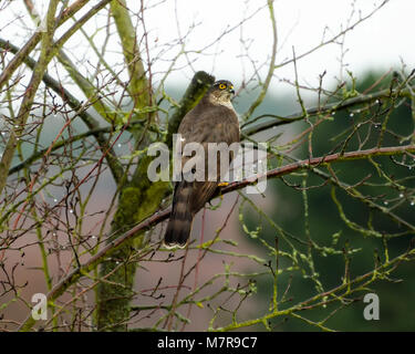 Eine eurasian sparrowhawk, Accipiter Nisus, thront auf einem erhöhten Niederlassung in einen Obstbaum im Garten warten auf die Beute, Vögel, an einem Wintertag, Deutschland Stockfoto