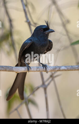 Crested Drongo - Dicrurus forficatus, schöne schwarze crested Vogel endemisch auf Madagaskar trockenen Wäldern. Kirindy. Stockfoto