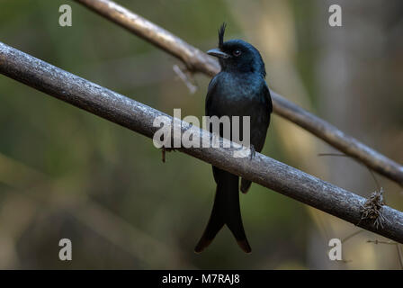 Crested Drongo - Dicrurus forficatus, schöne schwarze crested Vogel endemisch auf Madagaskar trockenen Wäldern. Kirindy. Stockfoto