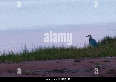 Ein Great Blue Heron sitzt entlang der Küstenlinie in Prince Edward Island, Kanada als es für Fisch kurz nach Sonnenaufgang jagt. Stockfoto