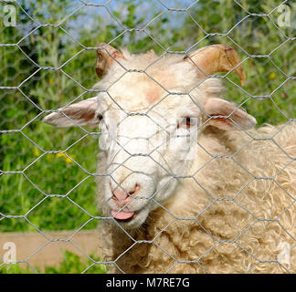 Portrait der Erwachsenen ram zeigt seine Zunge auf der Suche lustig hinter Käfig aus Metall Stockfoto