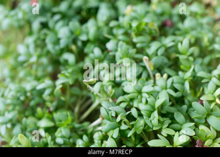 Frische grüne Kresse Blätter Makro Stockfoto