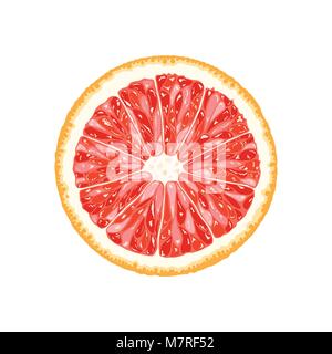 Vektor Grapefruit, Pampelmuse Slice. Abbildung von Zitrusfrüchten Stock Vektor