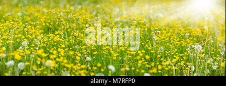 Panorama mit vielen Blumen und Sonnenstrahlen zu Wiese Stockfoto