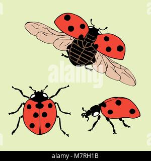 Vector set Marienkäfer in verschiedenen Positionen. Hand-Zeichnung-Marienkäfer. Stock Vektor