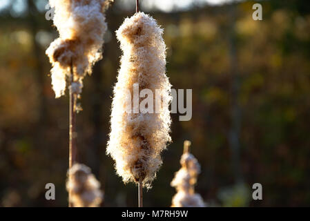 Busting Cattail Stockfoto