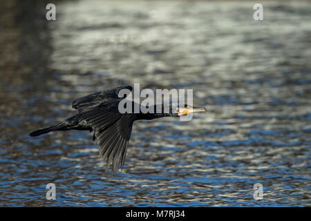 Kormoran (Phalacrocorax carbo) flying low über Wasser Stockfoto