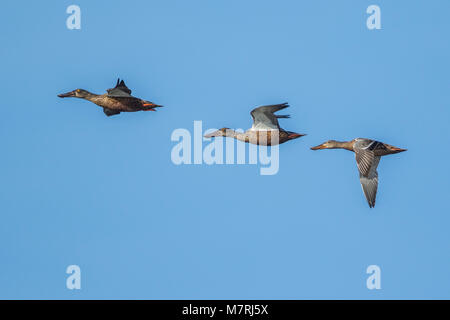 Shovelers (Anas Clypeata) männlich, Eclipse, Weiblich Stockfoto