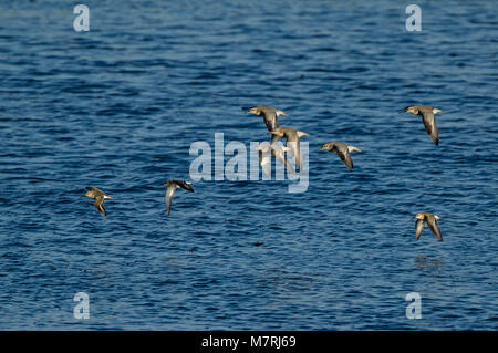 Fünf Knoten (Calidris Canutus), zwei Dunlins (Calidris alpina) und einem Curlew Sandpiper (Calidris ferruginea), Stockfoto