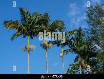 Grüne Areca Catechu Bäume (betel Palm) am sonnigen Tag in der Natur Garten. Stockfoto