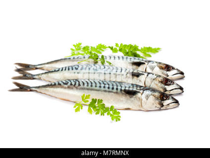 Frische ganze Makrele Fisch auf weißem Hintergrund Stockfoto