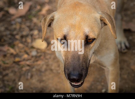 Thai Hund stehen und auf der Suche nach Etwas Stockfoto