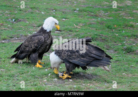 Zwei reife Weißkopfseeadler für Fisch verschrottet, Courtenay, Vancouver Island, British Columbia, Kanada wetteifern. Stockfoto