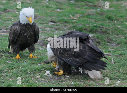 Zwei reife baldeagles vying für Fisch verschrottet, Courtenay Vancouver Island, British Columbia, Kanada. Stockfoto